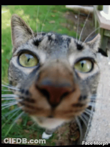 A Close Up Of A Cat 'S Face With The Words Face Morph On The Bottom Right GIF