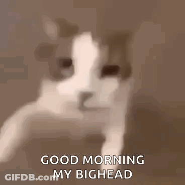 A Close Up Of A Cat 'S Face With The Words `` Good Morning My Bighead '' . GIF