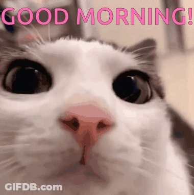 A Close Up Of A Cat 'S Face With The Words " Good Morning " Written Above It GIF