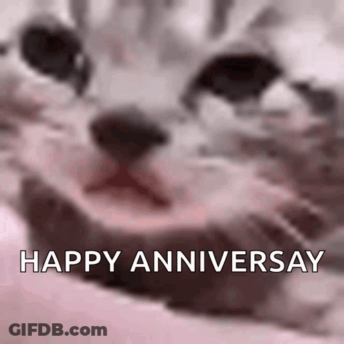 A Close Up Of A Cat 'S Face With The Words Happy Anniversary Written Above It GIF