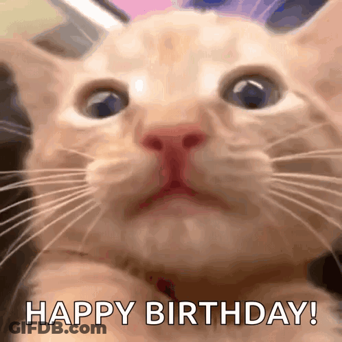 A Close Up Of A Cat 'S Face With The Words Happy Birthday Written On The Bottom GIF