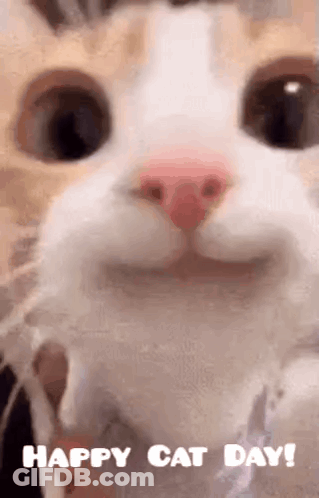 A Close Up Of A Cat 'S Face With The Words Happy Cat Day Below It . GIF