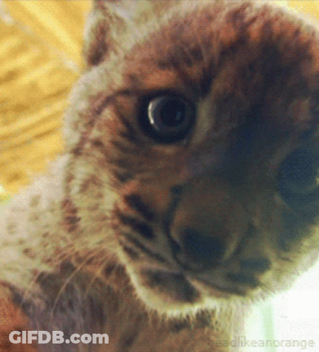 A Close Up Of A Cat 'S Face With The Words Headlikeanorange In The Corner GIF