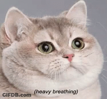 A Close Up Of A Cat 'S Face With The Words ( Heavy Breathing ) Below It . GIF