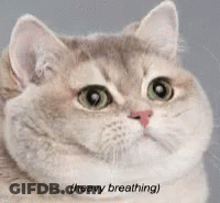 A Close Up Of A Cat 'S Face With The Words Heavy Breathing Written Below It . GIF