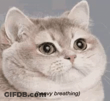 A Close Up Of A Cat 'S Face With The Words `` Heavy Breathing '' Written Next To It . GIF