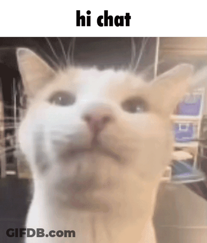 A Close Up Of A Cat 'S Face With The Words `` Hi Chat '' Written On It . GIF