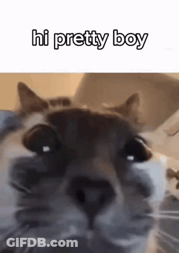 A Close Up Of A Cat 'S Face With The Words Hi Pretty Boy Above It . GIF