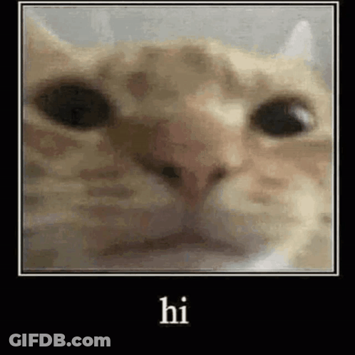 A Close Up Of A Cat 'S Face With The Words `` Hi '' Written Above It . GIF