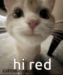 A Close Up Of A Cat 'S Face With The Words `` Hired '' Written On The Bottom . GIF