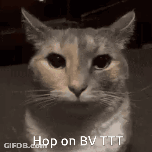 A Close Up Of A Cat 'S Face With The Words `` Hop On Bv Tt '' Written On The Bottom . GIF