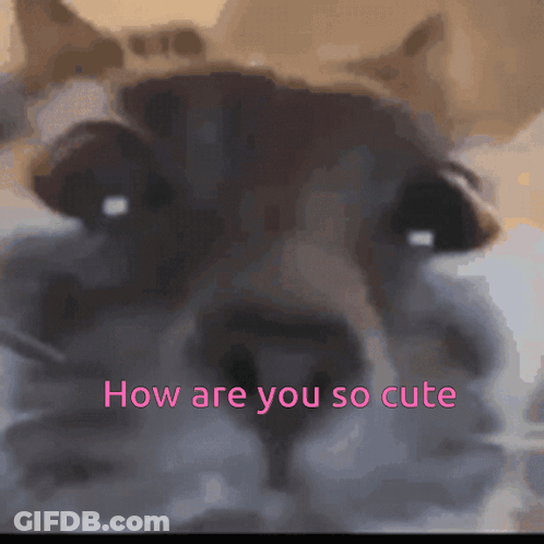 A Close Up Of A Cat 'S Face With The Words " How Are You So Cute " Below It GIF