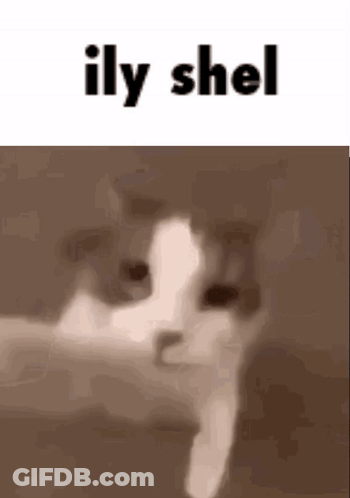 A Close Up Of A Cat 'S Face With The Words `` Ily Shel '' Written Above It . GIF