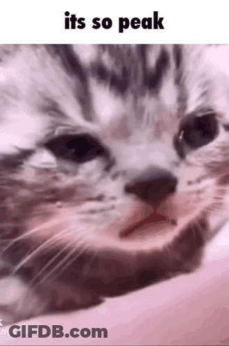 A Close Up Of A Cat 'S Face With The Words `` It 'S So Peak '' Written Above It . GIF