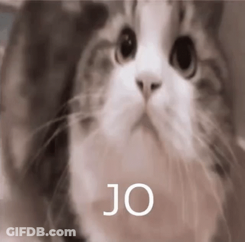 A Close Up Of A Cat 'S Face With The Words `` Jo '' Written Above It . GIF