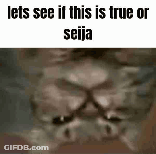 A Close Up Of A Cat 'S Face With The Words `` Lets See If This Is True Or Seija '' Written Above It . GIF