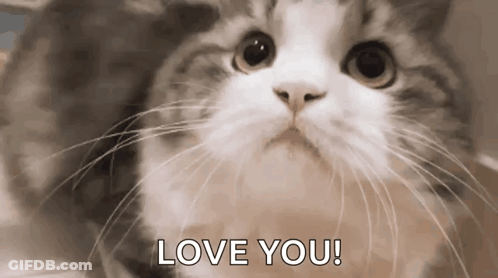A Close Up Of A Cat 'S Face With The Words `` Love You '' Written On It . GIF