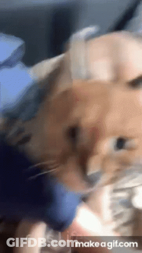 A Close Up Of A Cat 'S Face With The Words Make A Gif.com In The Corner GIF