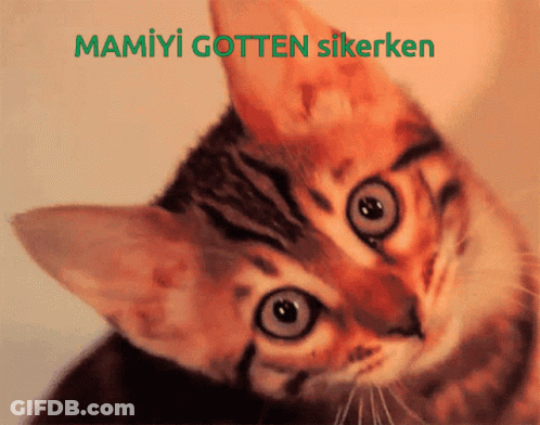 A Close Up Of A Cat 'S Face With The Words Mamiyi Gotten Sikerken Below It GIF