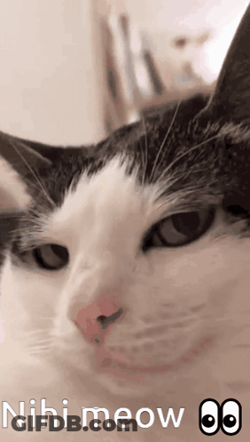 A Close Up Of A Cat 'S Face With The Words " Nihi Meow " Written Below It GIF