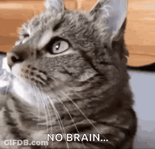A Close Up Of A Cat 'S Face With The Words `` No Brain ... '' Written On It . GIF