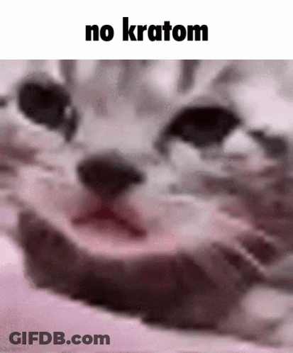 A Close Up Of A Cat 'S Face With The Words No Kratom Below It GIF
