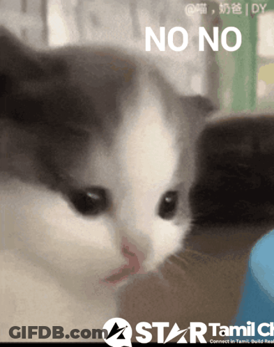 A Close Up Of A Cat 'S Face With The Words No No Above It GIF