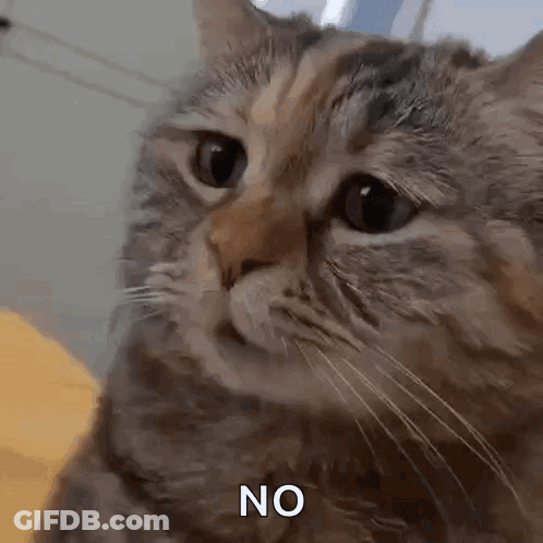 A Close Up Of A Cat 'S Face With The Words `` No '' Written On It . GIF