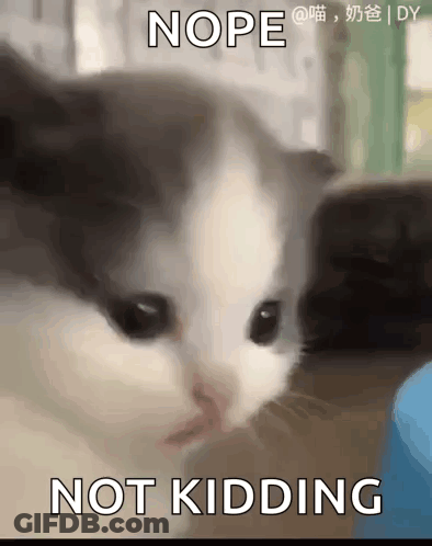 A Close Up Of A Cat 'S Face With The Words Nope Not Kidding Written Below It . GIF