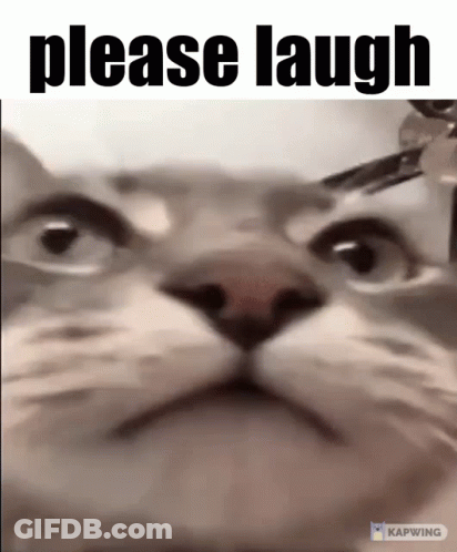 A Close Up Of A Cat 'S Face With The Words Please Laugh Below It GIF