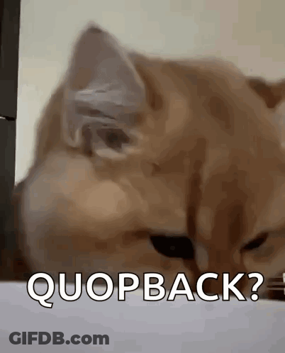 A Close Up Of A Cat 'S Face With The Words Quopback Written Below It . GIF
