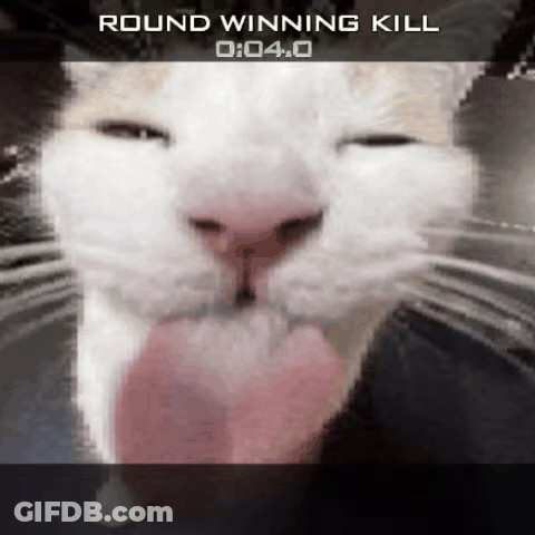 A Close Up Of A Cat 'S Face With The Words Round Winning Kill GIF