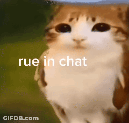 A Close Up Of A Cat 'S Face With The Words Rue In Chat Above It . GIF