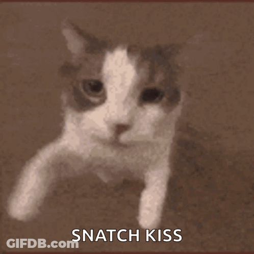 A Close Up Of A Cat 'S Face With The Words Snatch Kiss Written On The Bottom GIF