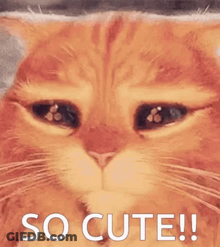 A Close Up Of A Cat 'S Face With The Words `` So Cute '' Written On It . GIF
