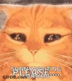 A Close Up Of A Cat 'S Face With The Words `` Sunny Waiting Please For You '' Written On It . GIF
