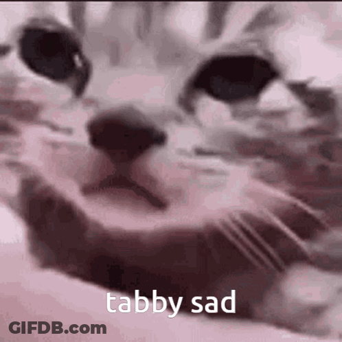 A Close Up Of A Cat 'S Face With The Words Tabby Sad Above It . GIF