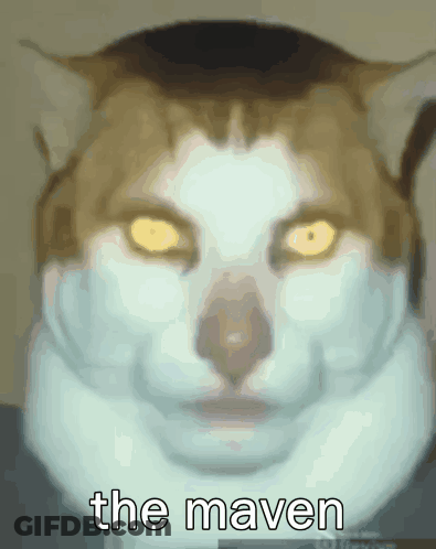 A Close Up Of A Cat 'S Face With The Words The Maven Written Below It GIF