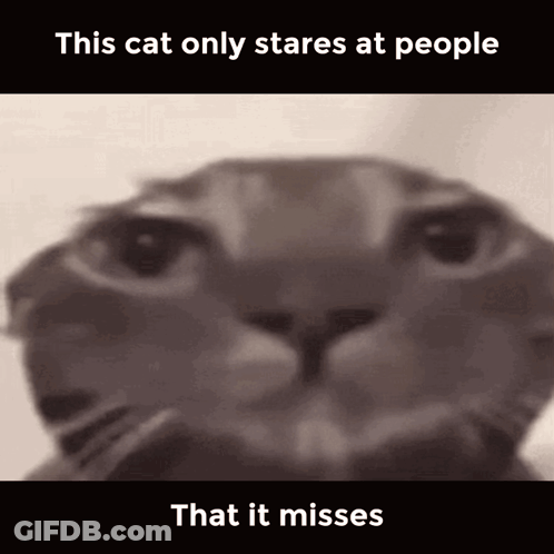 A Close Up Of A Cat 'S Face With The Words This Cat Only Stares At People That It Misses GIF