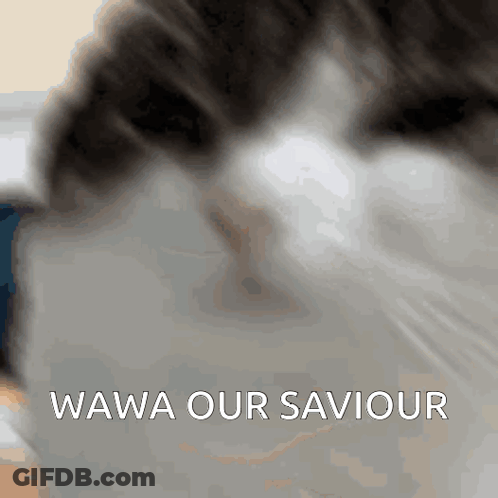 A Close Up Of A Cat 'S Face With The Words " Wawa Our Saviour " Below It GIF