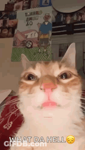 A Close Up Of A Cat 'S Face With The Words What Da Hell Above It . GIF