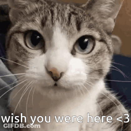 A Close Up Of A Cat 'S Face With The Words Wish You Were Here < 3 On The Bottom . GIF