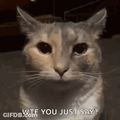 A Close Up Of A Cat 'S Face With The Words Wtf You Just Say Written Below It . GIF