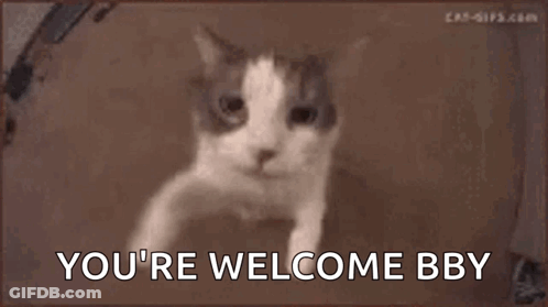 A Close Up Of A Cat 'S Face With The Words `` You 'Re Welcome Bby '' Written On It . GIF