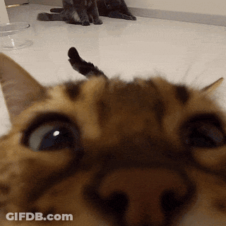 A Close Up Of A Cat 'S Face With Two Cats In The Background GIF