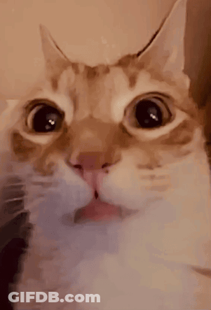 A Close Up Of A Cat 'S Face With Water Coming Out Of Its Mouth GIF