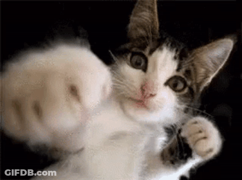 A Close Up Of A Cat 'S Fist Being Thrown At The Camera . GIF