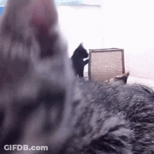 A Close Up Of A Cat 'S Head With A Scratching Post In The Background GIF