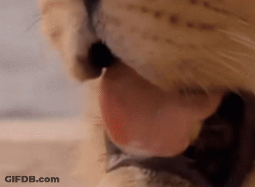 A Close Up Of A Cat 'S Mouth With Its Tongue Out . GIF