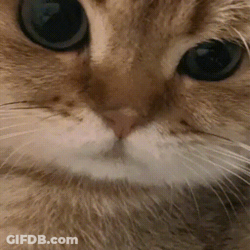 A Close Up Of A Cat 'S Nose And Eyes GIF